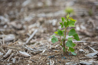 Tiny tree with green leaves amid brown mulch